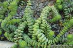 Photo: Crassula 0.