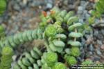 Photo: Crassula 1.