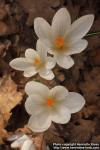 Photo: Crocus 4.