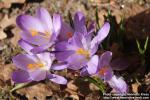 Photo: Crocus 6.