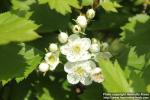 Photo: Crataegus flabellata 10.