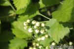 Photo: Crataegus flabellata 12.