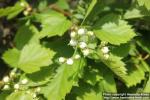 Photo: Crataegus flabellata 13.