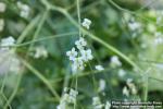 Photo: Crambe cordifolia 3.