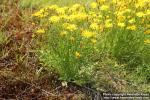 Photo: Crepis tectorum 1.