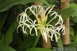 Photo: Crinum asiaticum 2.