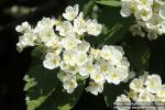 Photo: Crataegus erythropoda 1.