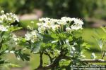 Photo: Crataegus monogyna 09.