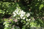 Photo: Crataegus monogyna 11.