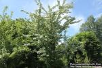 Photo: Crataegus monogyna 12.