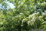 Photo: Crataegus monogyna 14.