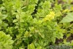 Photo: Cruciata laevipes 12.