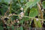 Photo: Cuscuta europaea 1.