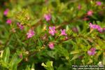 Photo: Cuphea hyssopifolia.