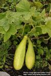 Photo: Cucumis sativus 4.