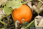 Photo: Cucurbita maxima 1.