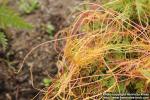 Photo: Cuscuta europaea 09.