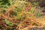 Photo: Cuscuta europaea 11.