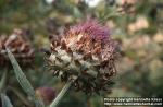 Photo: Cynara cardunculus 1.