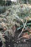 Photo: Cynara cardunculus 2.