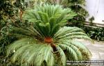 Photo: Cycas revoluta 1.