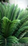 Photo: Cycas revoluta 4.