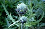 Photo: Cynara scolymus.