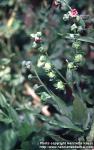 Photo: Cynoglossum officinale.