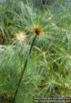 Photo: Cyperus papyrus 1.