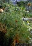 Photo: Cyperus papyrus 2.