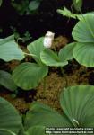 Photo: Cypripedium japonicum.