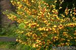 Photo: Cytisus scoparius 4.