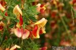 Photo: Cytisus scoparius 6.