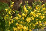 Photo: Cytisus scoparius 7.