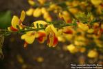 Photo: Cytisus scoparius 9.