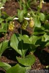 Photo: Cypripedium yatabeanum 2.