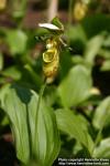 Photo: Cypripedium yatabeanum 3.