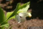 Photo: Cypripedium 6.