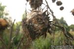 Photo: Cynara scolymus 4.