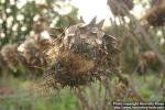 Photo: Cynara scolymus 5.