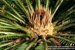 Photo: Cycas revoluta 9.