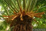 Photo: Cycas circinalis.