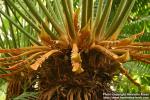 Photo: Cycas circinalis 1.