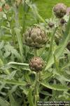 Photo: Cynara cardunculus 5.