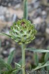 Photo: Cynara scolymus 16.