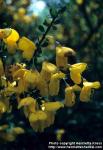 Photo: Cytisus scoparius 3.