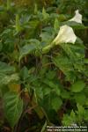 Photo: Datura inoxia.