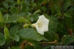 Photo: Datura inoxia 1.