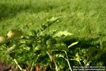 Photo: Datura stramonium 8.