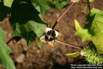 Photo: Datura stramonium 9.